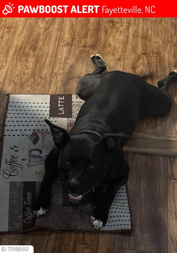 Lost Female Dog last seen St Julian way, Fayetteville, NC 28314