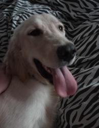 Found/Stray Female Dog last seen Milford Rd, Orange, CA, Orange, CA 92867