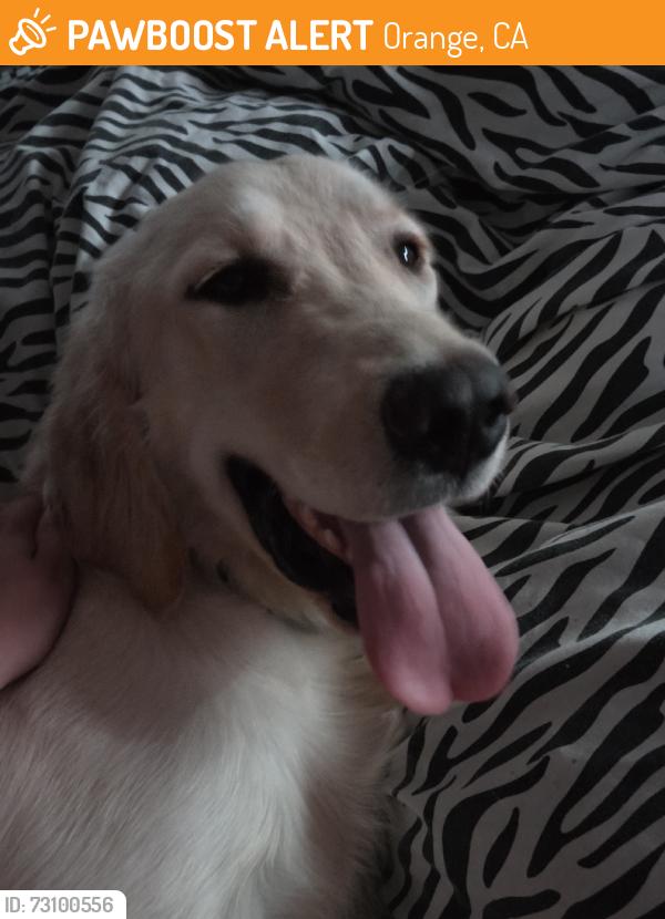 Found/Stray Female Dog last seen Milford Rd, Orange, CA, Orange, CA 92867
