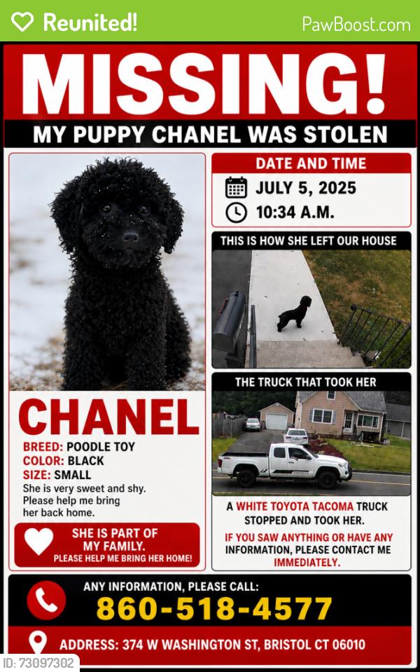 Reunited Female Dog last seen King st Bristol , Bristol, CT 06010