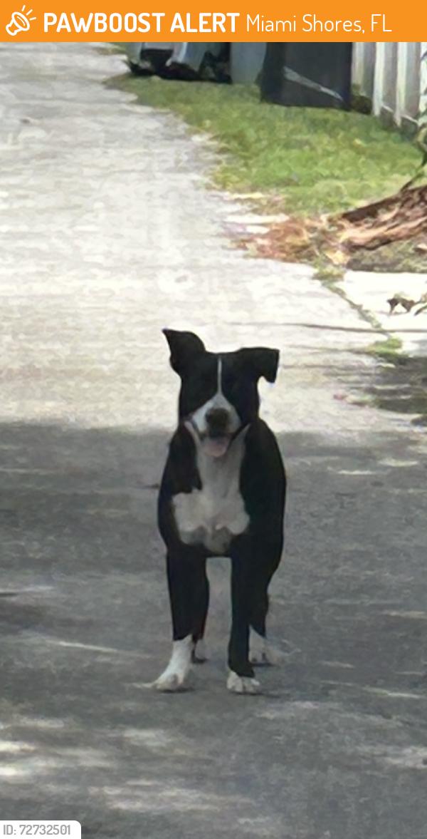 Found/Stray Male Dog last seen Near NE 100 street, Miami Shores, FL 33150