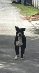 Found/Stray Male Dog last seen Near NE 100 street, Miami Shores, FL 33150