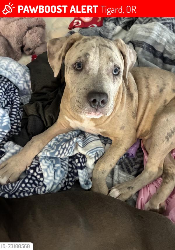Lost Female Dog last seen Sw 90th Greenburg, Tigard, OR 97223