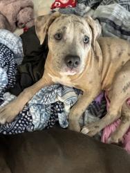 Lost Female Dog last seen Sw 90th Greenburg, Tigard, OR 97223