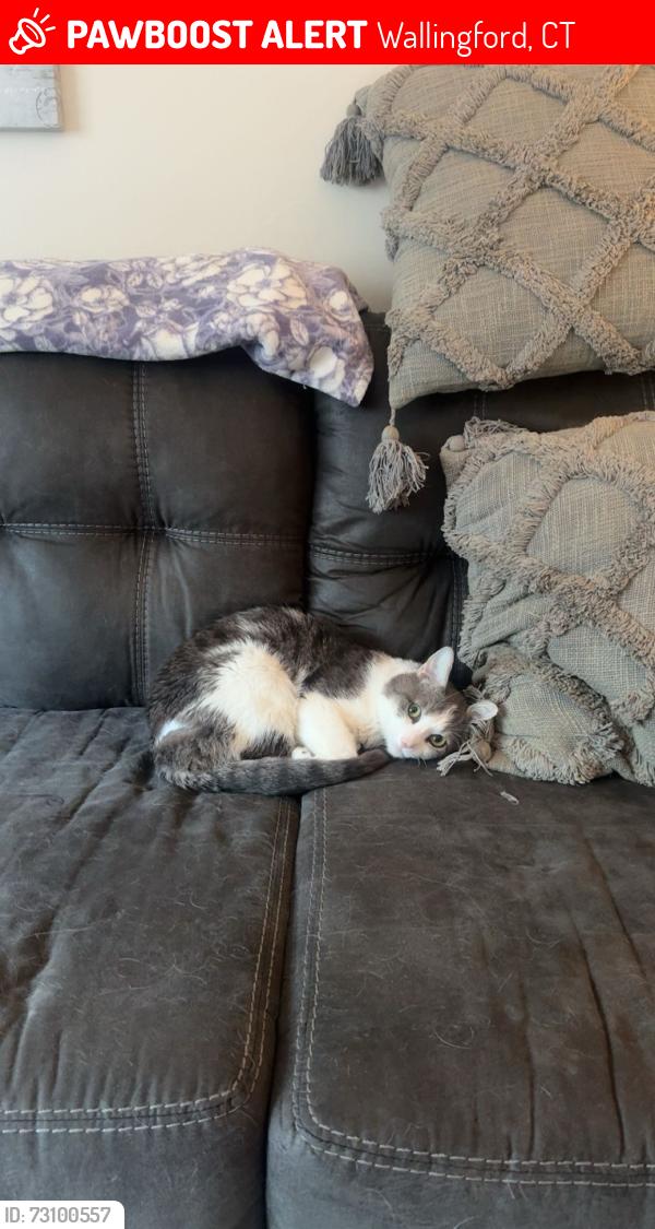Lost Male Cat last seen BC bailey funeral home, Wallingford, CT 06492