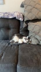 Lost Male Cat last seen BC bailey funeral home, Wallingford, CT 06492