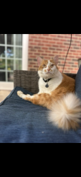Lost Male Cat last seen Wilgrove Park / Grove Hall / Mint Hill, Charlotte, NC 28227
