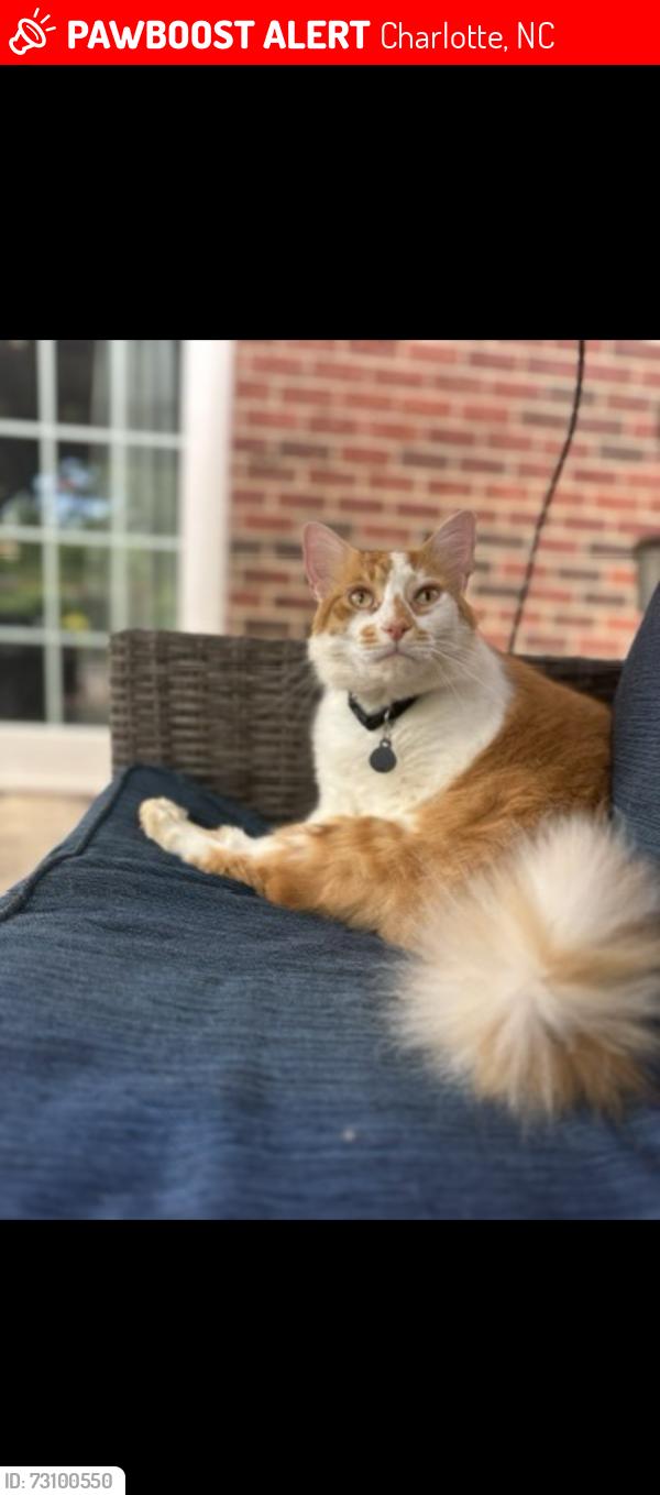 Lost Male Cat last seen Wilgrove Park / Grove Hall / Mint Hill, Charlotte, NC 28227
