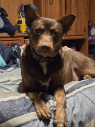 Reunited Male Dog last seen Fm 40, Acuff, TX 79364