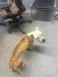 Found/Stray Female Dog last seen Cemex - Camp Mine Rd & Cobb Rd, Brooksville, FL 34601