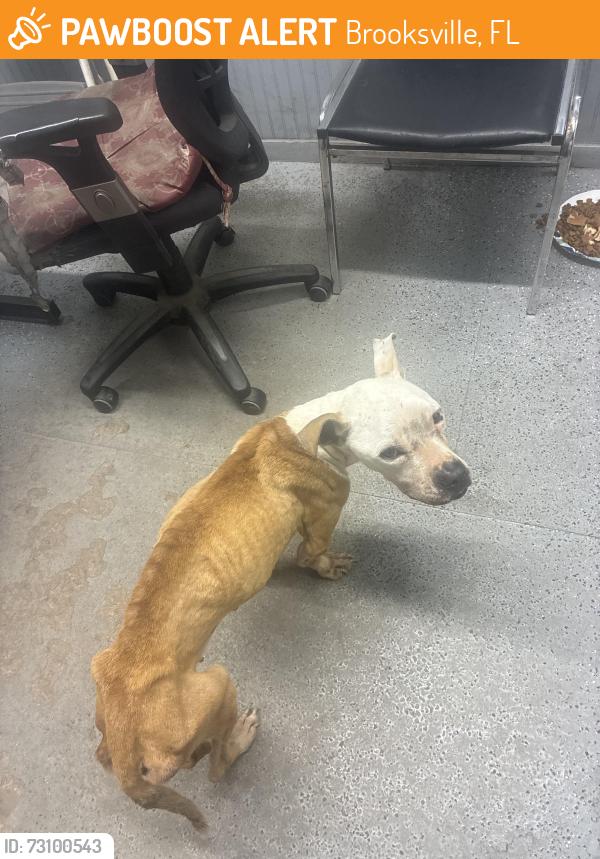 Found/Stray Female Dog last seen Cemex - Camp Mine Rd & Cobb Rd, Brooksville, FL 34601