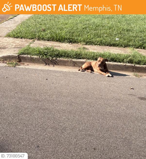 Found/Stray Male Dog last seen wales, Memphis, TN 38128