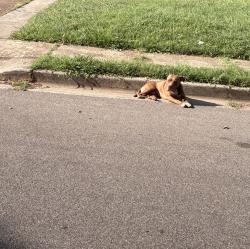 Found/Stray Male Dog last seen wales, Memphis, TN 38128
