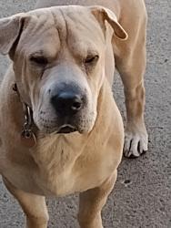 Reunited Male Dog last seen Memorial and 21st, Tulsa, OK 74129