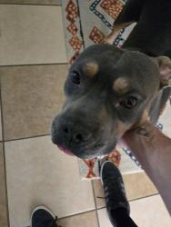 Reunited Male Dog last seen Near S Hampton Rd, Dallas, TX 75224, Dallas, TX 75224