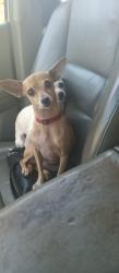 Reunited Female Dog last seen Burns bridge rd, Anderson, SC 29625
