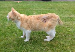 Found/Stray Male Cat last seen Warwick Road, West Midlands, England B91 1AE