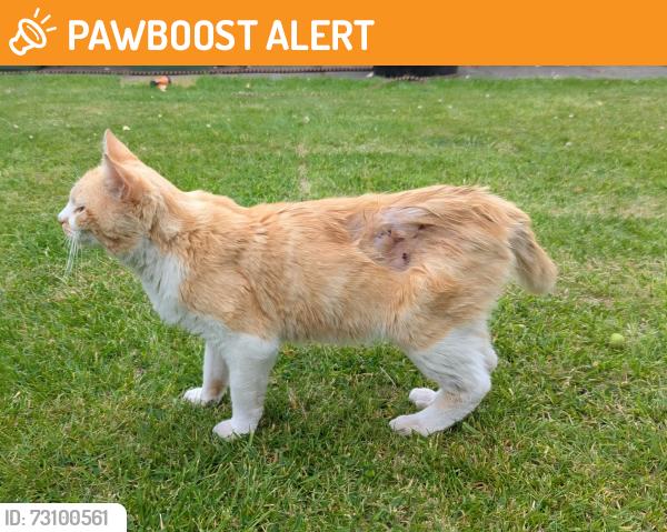 Found/Stray Male Cat last seen Warwick Road, West Midlands, England B91 1AE