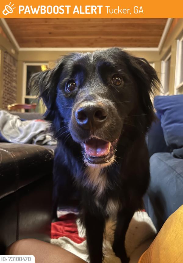 Found/Stray Male Dog last seen Heritage Links Golf Course, Tucker, GA 30340
