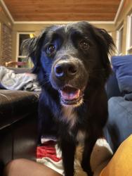 Found/Stray Male Dog last seen Heritage Links Golf Course, Tucker, GA 30340