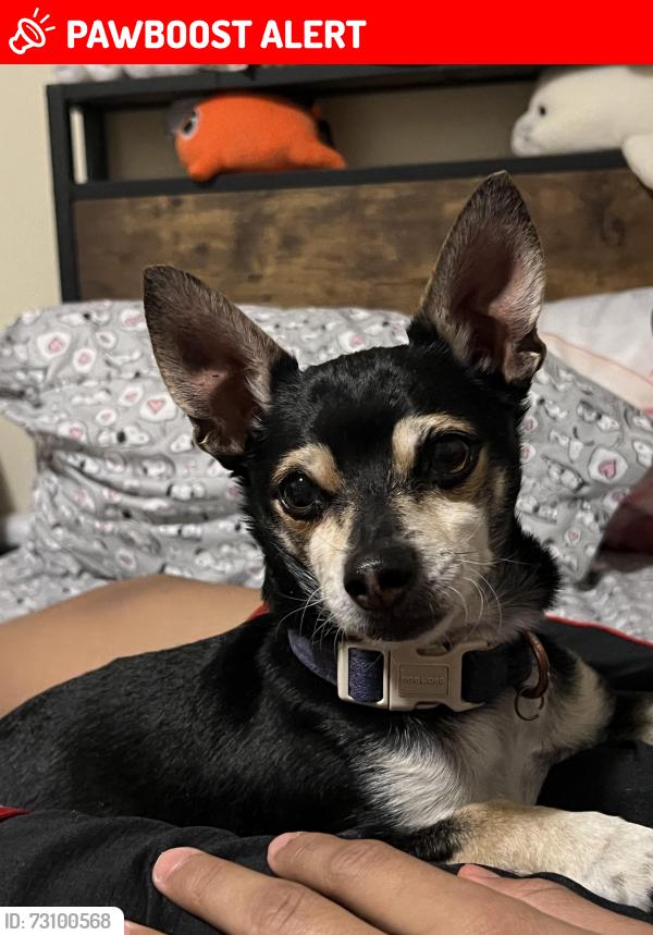 Lost Male Dog last seen Hacienda and Ironwood, Desert Hot Springs, CA 92240