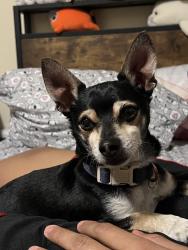 Lost Male Dog last seen Hacienda and Ironwood, Desert Hot Springs, CA 92240