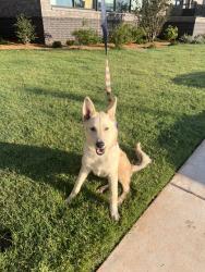 Found/Stray Male Dog last seen The village, Oklahoma City, OK 73114