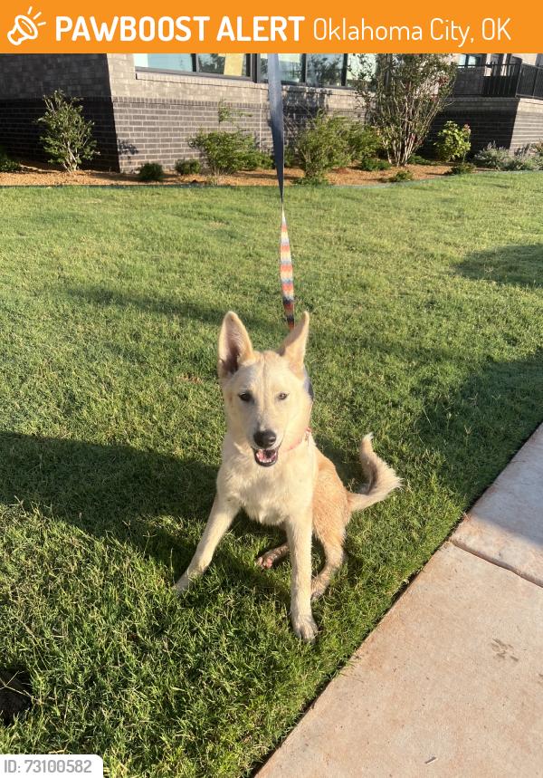 Found/Stray Male Dog last seen The village, Oklahoma City, OK 73114