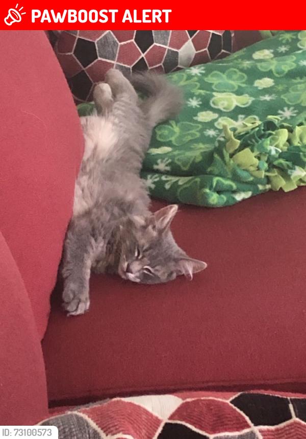 Lost Female Cat last seen Upper Woodmont St, West Springfield MA, West Springfield, MA 01089