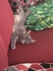 Lost Female Cat last seen Upper Woodmont St, West Springfield MA, West Springfield, MA 01089