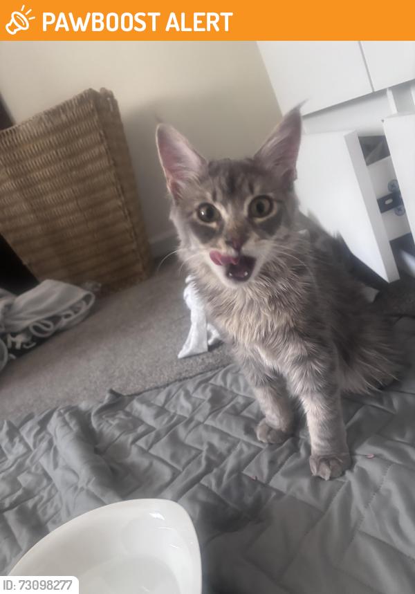 Found/Stray Female Cat last seen 25th beach access in Wrightsville, Wrightsville Beach, NC 28480