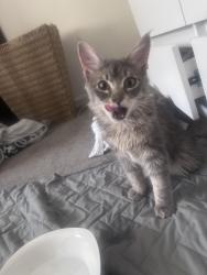 Found/Stray Female Cat last seen 25th beach access in Wrightsville, Wrightsville Beach, NC 28480
