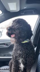 Reunited Male Dog last seen Bone Lake, Scandia, MN 55073