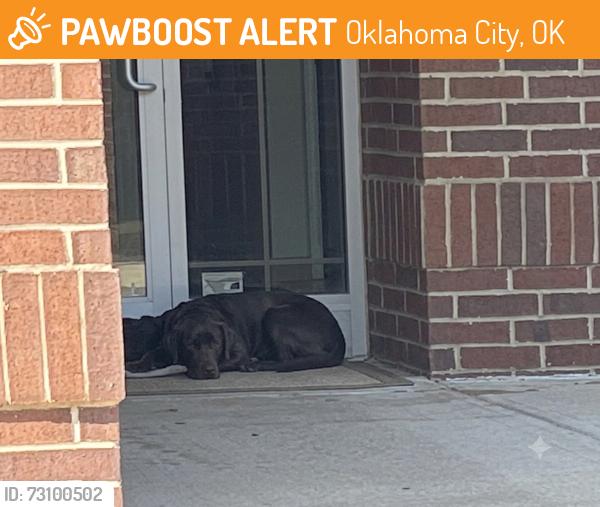 Found/Stray Unknown Dog last seen NE 13th & Stiles, Oklahoma City, OK 73104