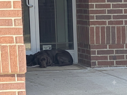 Found/Stray Unknown Dog last seen NE 13th & Stiles, Oklahoma City, OK 73104