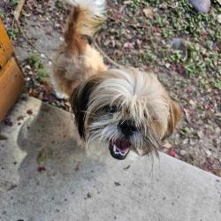 Found/Stray Male Dog last seen Westheimer & S Shepherd, Houston, TX 77098
