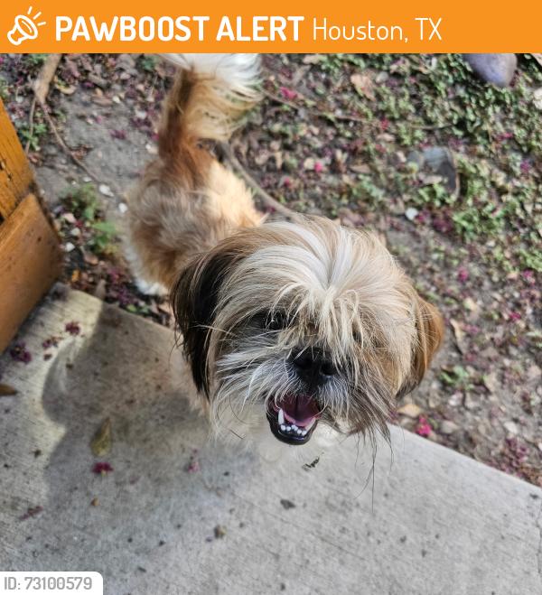 Found/Stray Male Dog last seen Westheimer & S Shepherd, Houston, TX 77098