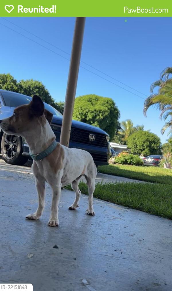 Reunited Male Dog last seen Near Balsam Dr, Royal Palm Beach, FL 33411, USA, Royal Palm Beach, FL 33411