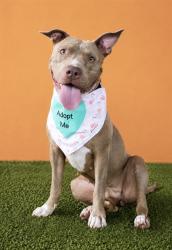 Shelter Stray Female Dog last seen LAS, 3599 NW 79th Ave, Doral, FL 33122, USA