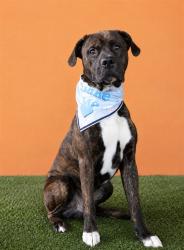 Shelter Stray Male Dog last seen Near BLOCK SE 31 CT, 3599 NW 79th Ave, Doral, FL 33122, USA
