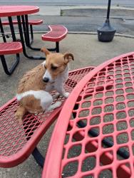 Lost Female Dog last seen Karl and Ambleside by Schrock Rd, Columbus, OH 43229