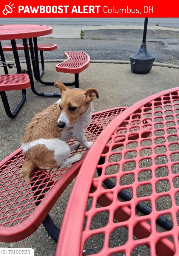 Lost Female Dog last seen Karl and Ambleside by Schrock Rd, Columbus, OH 43229