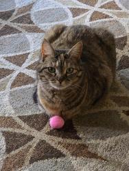 Lost Female Cat last seen Piney oak hills circle and Stepp rd, Henderson County, NC 28792