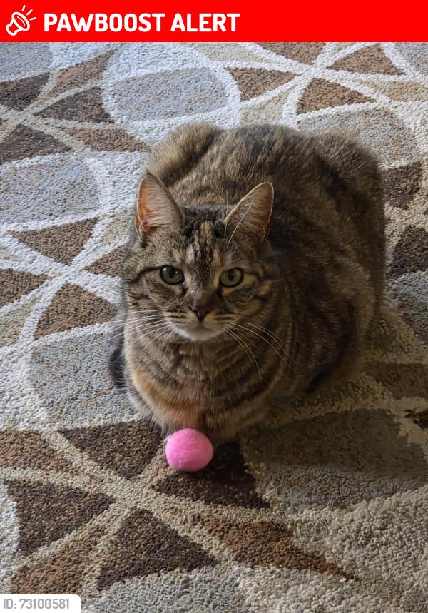 Lost Female Cat last seen Piney oak hills circle and Stepp rd, Henderson County, NC 28792
