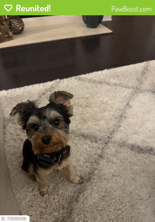 Reunited Female Dog last seen Near Allistair Dr, Cumming, GA 30040, USA, Cumming, GA 30040