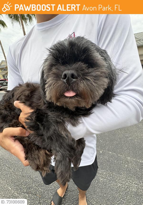Found/Stray Female Dog last seen Avon park, Avon Park, FL 33826