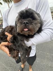 Found/Stray Female Dog last seen Avon park, Avon Park, FL 33826