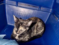 Found/Stray Female Cat last seen Glasell and Lincoln, Orange, CA 92865