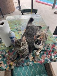 Lost Female Cat last seen Near St Augustine Court, Leewood neighborhood, Melbourne, FL 32935