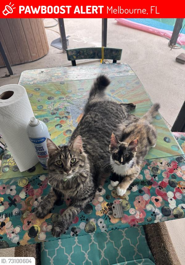 Lost Female Cat last seen Near St Augustine Court, Leewood neighborhood, Melbourne, FL 32935